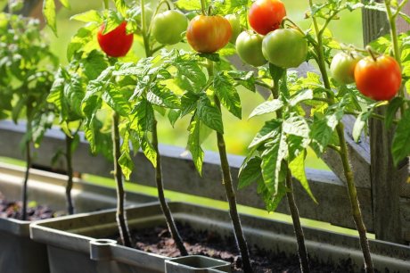 Горшок для выращивания томатов с кольями - Tomato Grower - ø 29,5 см -